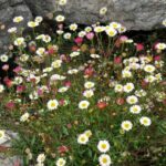 Erigeron teilen?