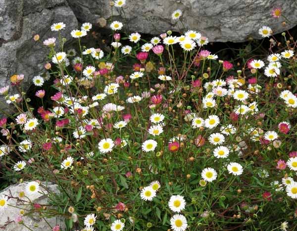 Erigeron teilen?