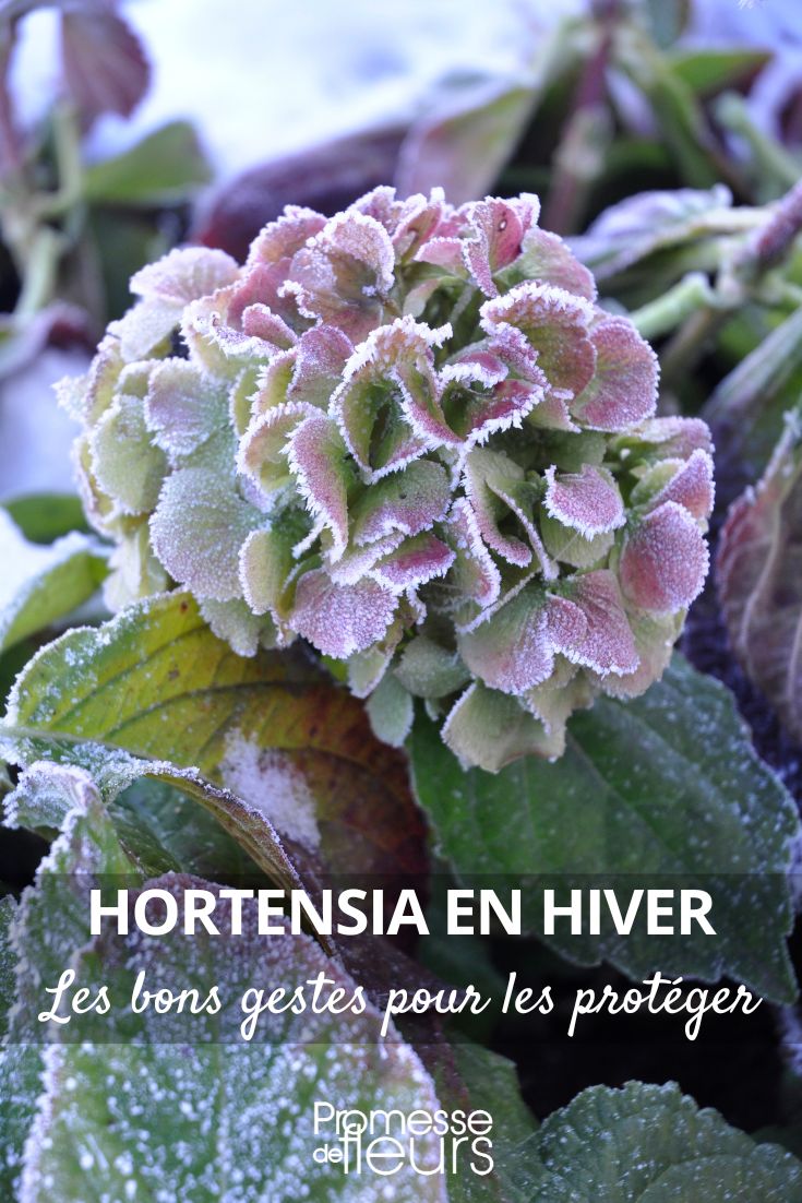 Hortensie, Hydrangea: Wie schützt man sie im Winter vor Kälte?