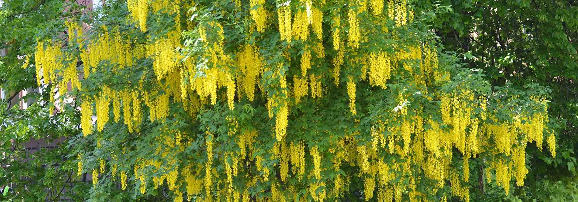 Krankheiten und Parasiten des Goldregens
