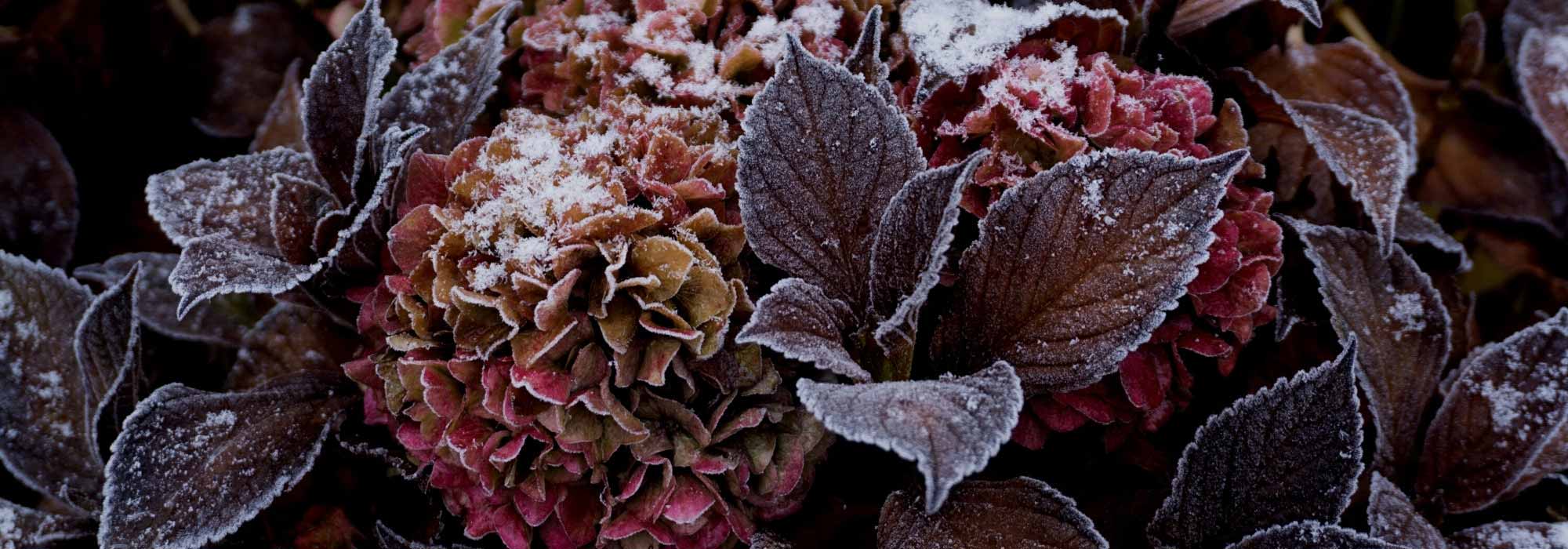 Hortensien im Winter schützen