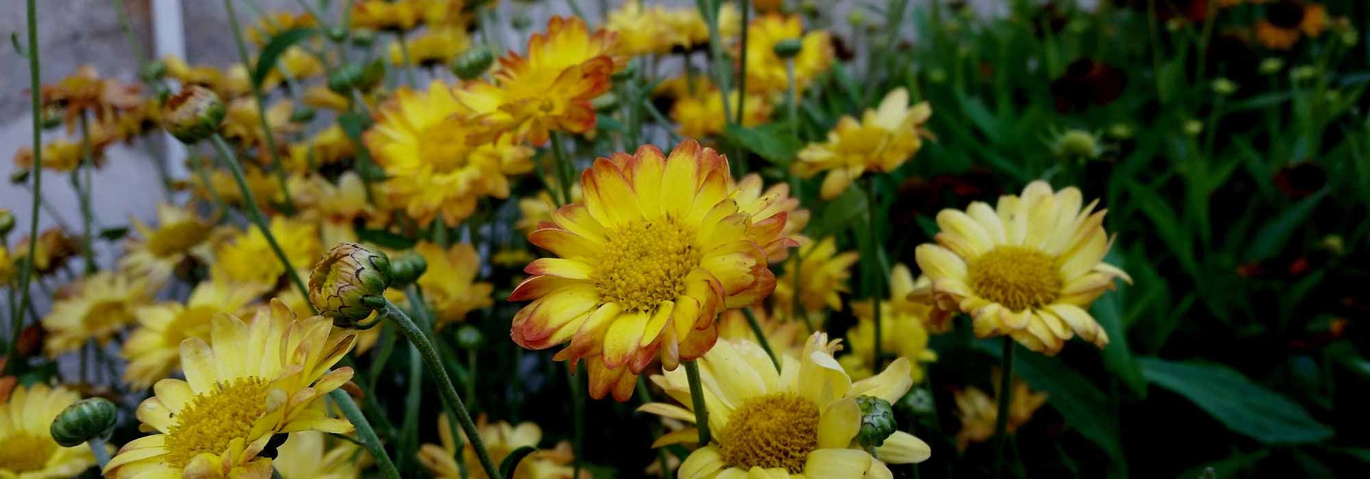 Chrysanthemen neu entdecken: Blumen des Herbstes