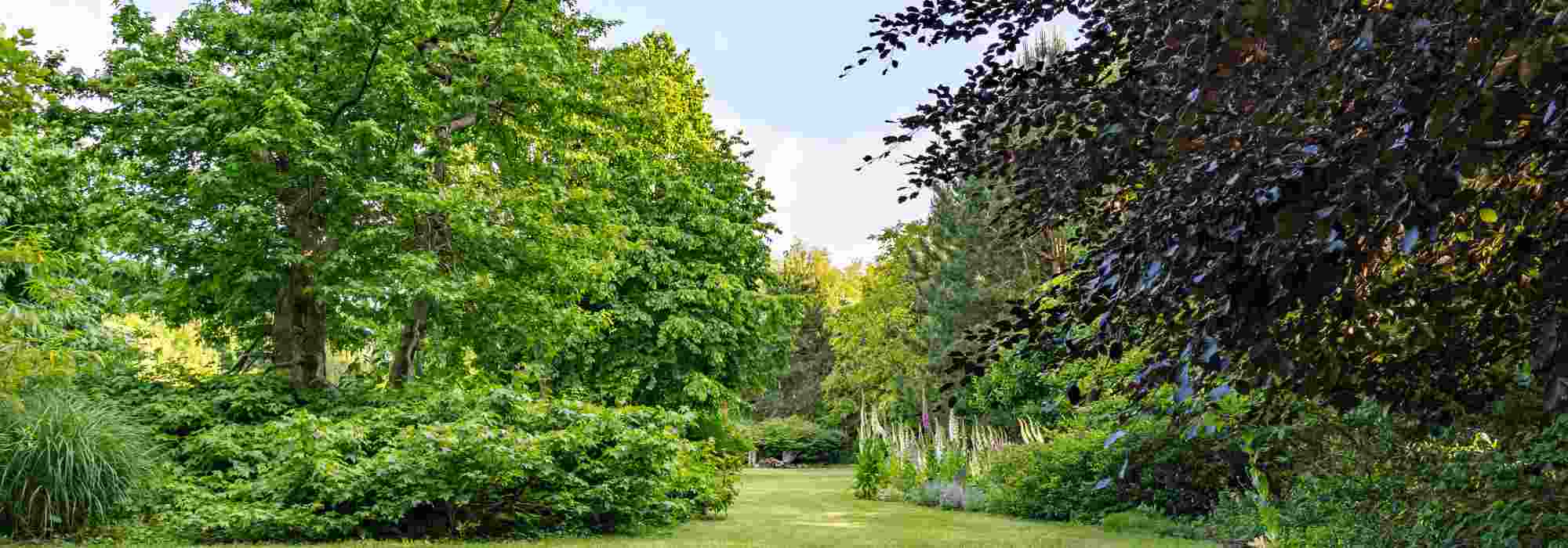 7 Bäume für eine günstige Gartengestaltung