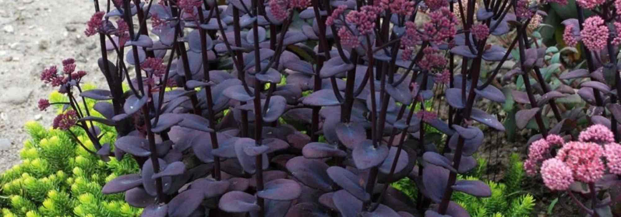 Purpurlaub im Garten: Kombinieren und einsetzen?