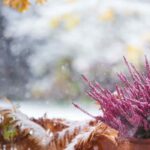 Günstig pflanzen: Farbe für den Garten im Winter