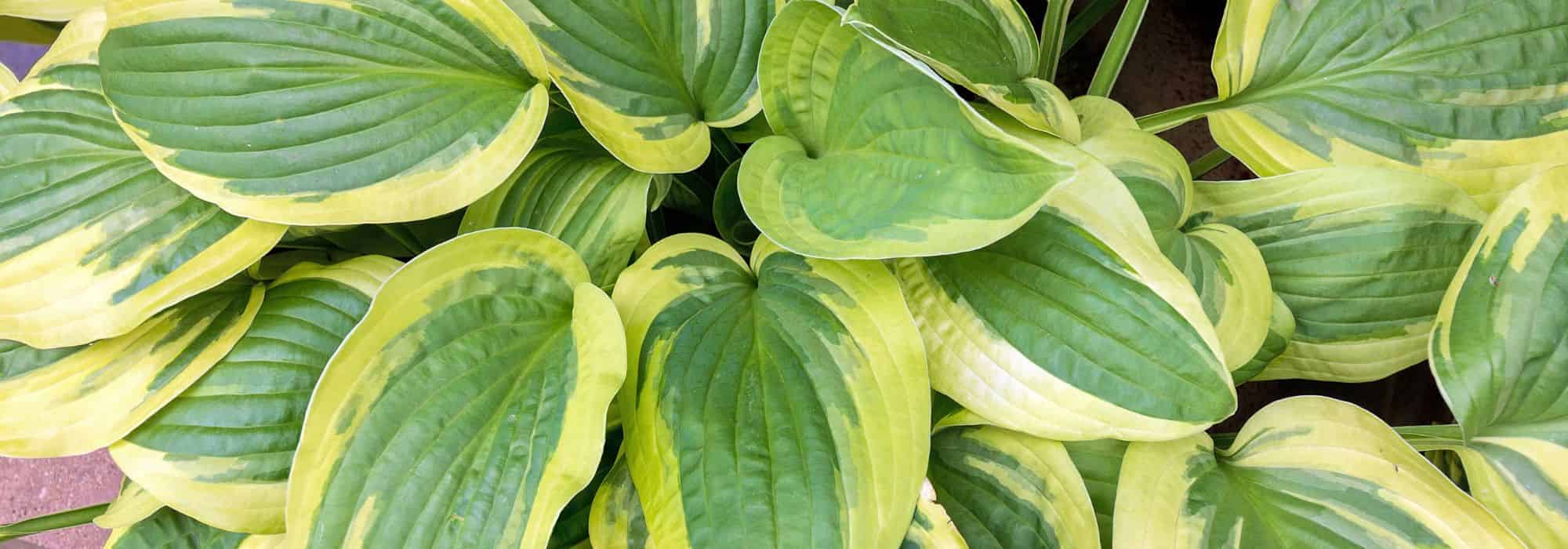Garten verschönern: Pflanzen mit panaschiertem Laub