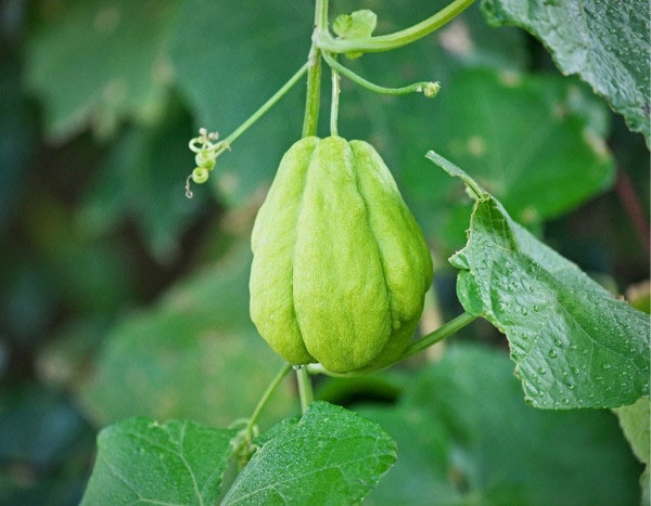 Chayote ernten und lagern?