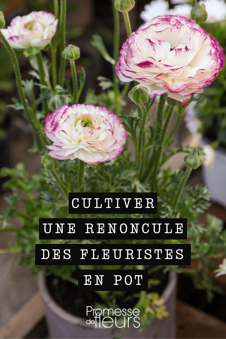 Ranunkel (Ranunculus asiaticus)