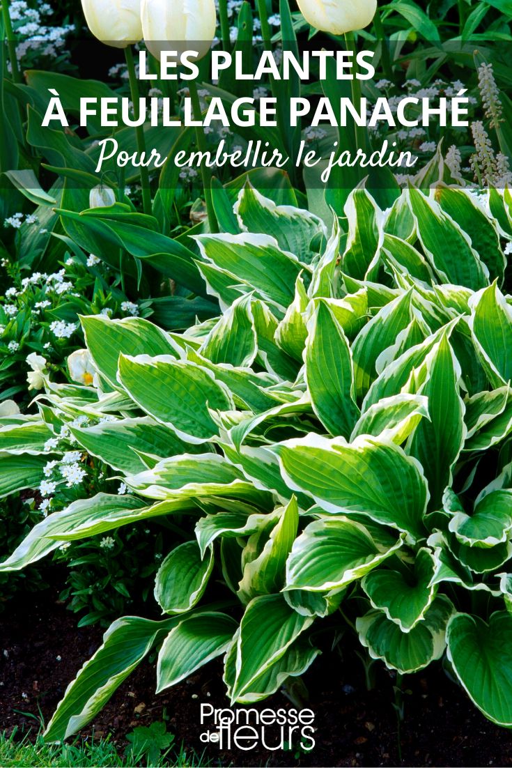 buntblättrige Hosta
