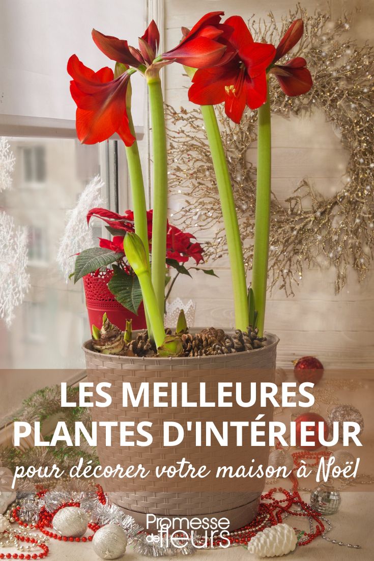 Amaryllis und Weihnachtsstern