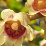 7 winterblühende Heckensträucher