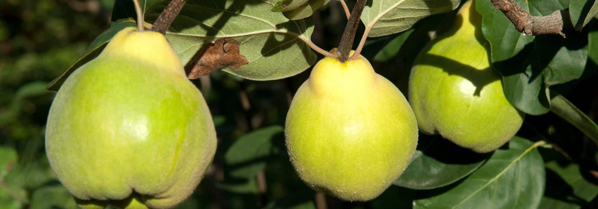 Warum trägt mein Quittenbaum keine Früchte?