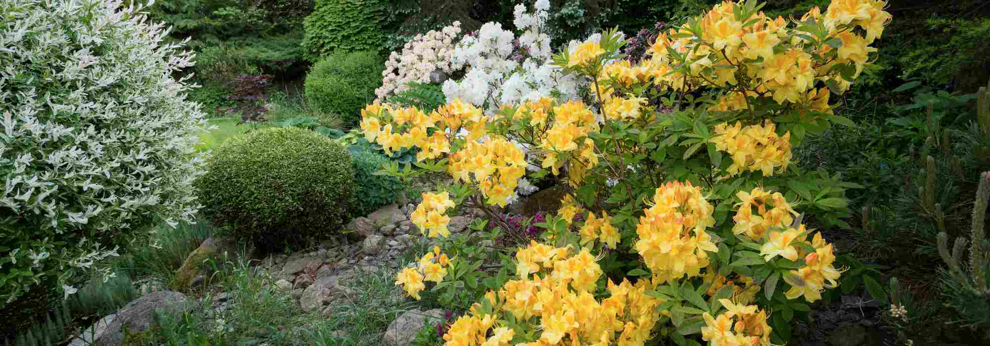 Blühender, attraktiver Garten im späten Frühjahr