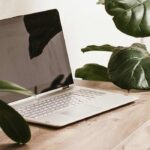 Ideale Zimmerpflanzen fürs Büro