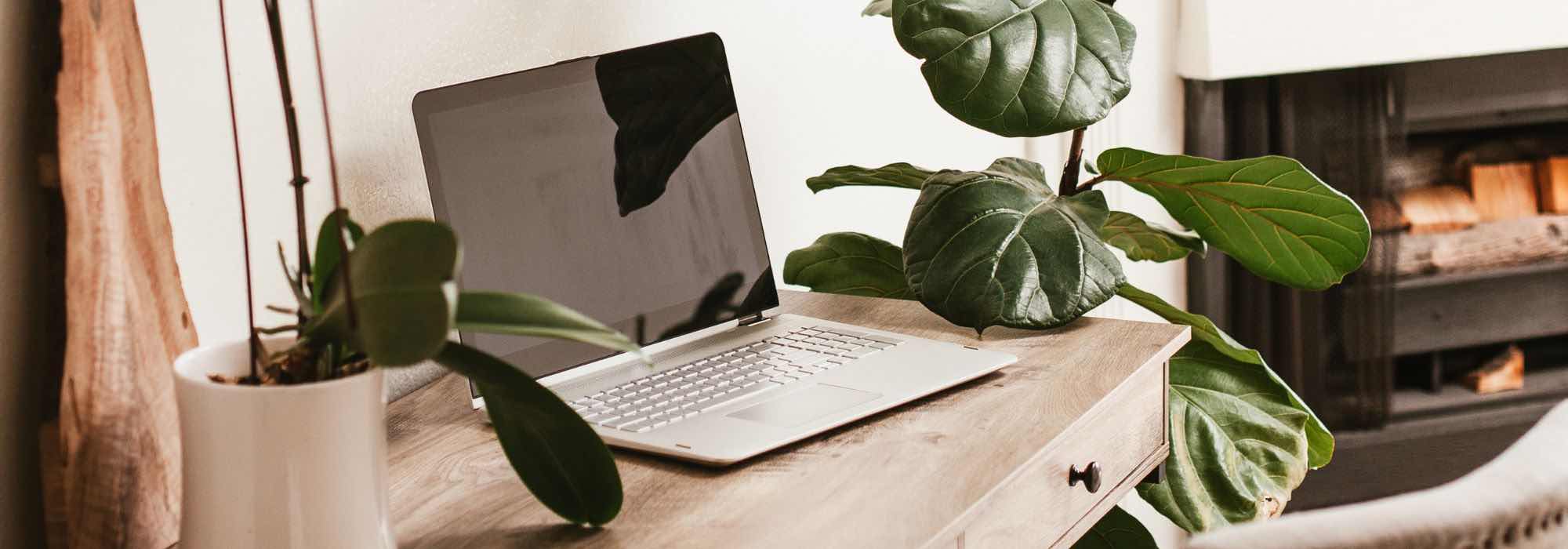 Ideale Zimmerpflanzen fürs Büro