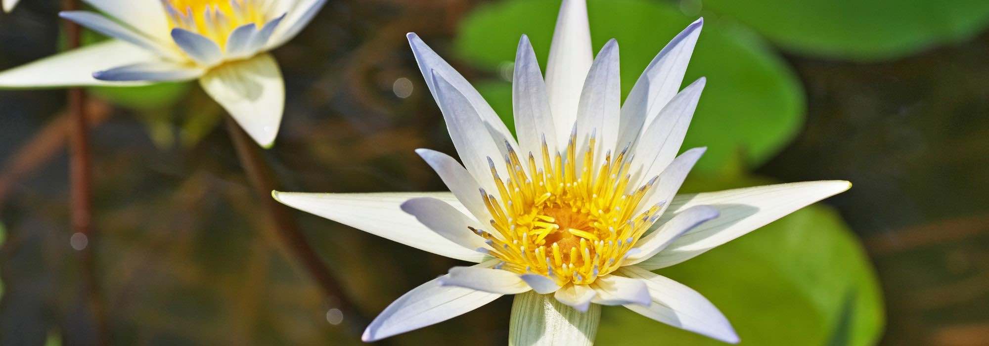 5 aquatische Pflanzen für mildes Klima