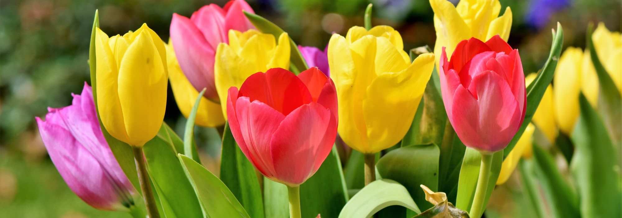 Warum blühen meine Tulpen nicht?