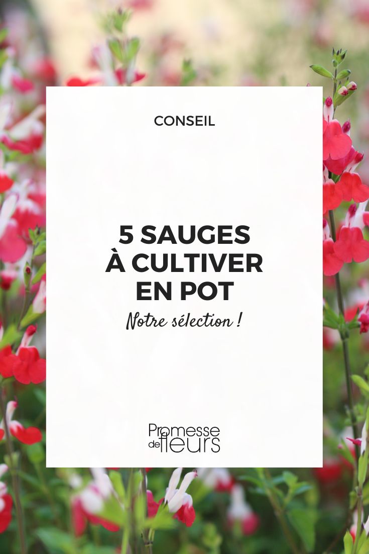 Salbei 'Hot Lips'