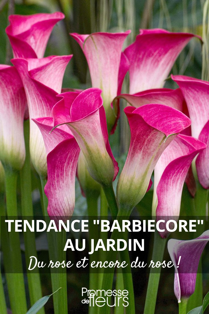 rosa Calla Zantedeschia 'Denver'
