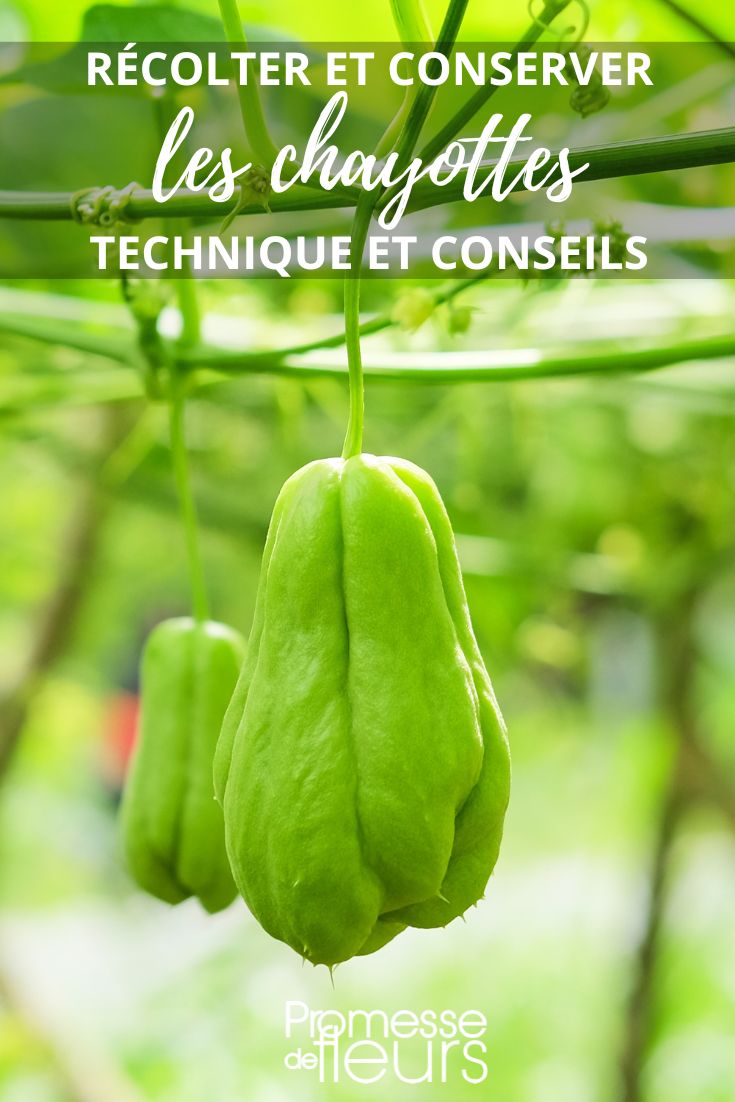 Chayote (Sechium edule)