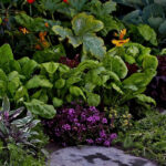 Nutzgarten: schön und produktiv zugleich!