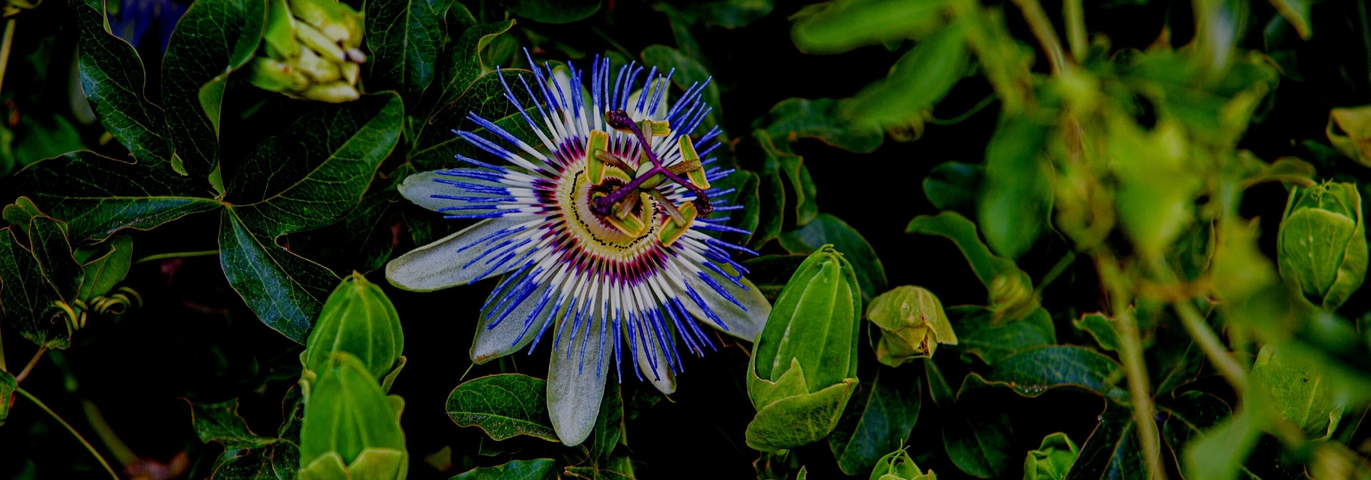Passionsblumen: 5 faszinierende Sorten
