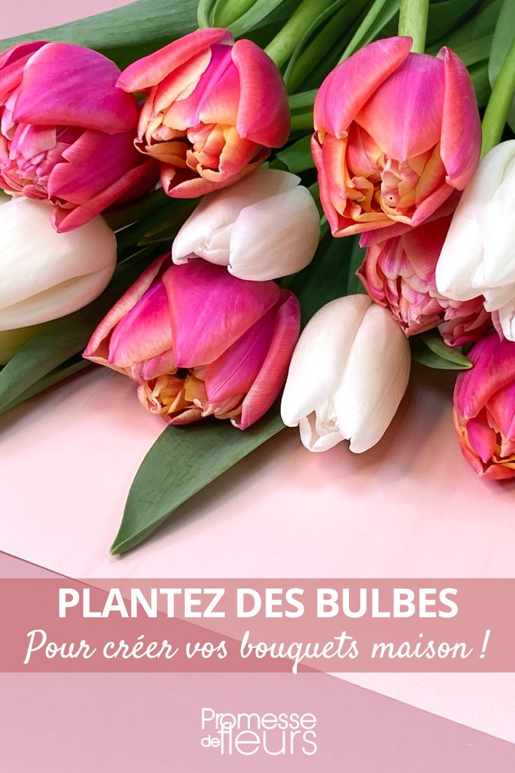 Tulpen