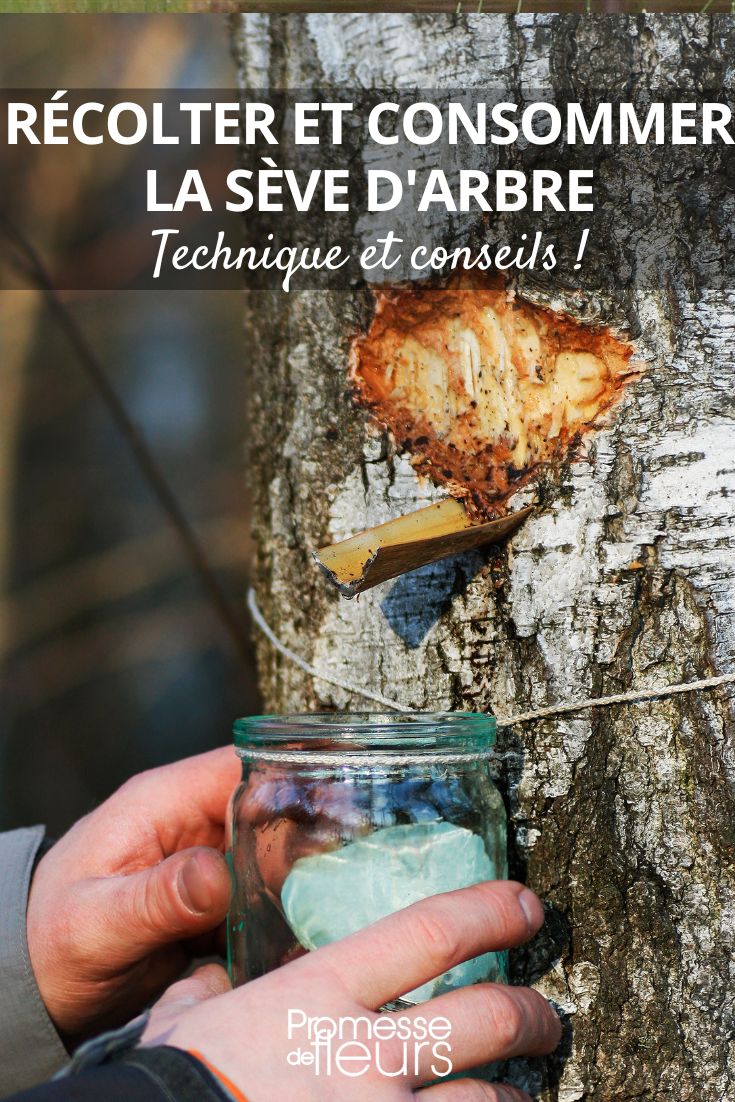 wie man Baumsaft erntet