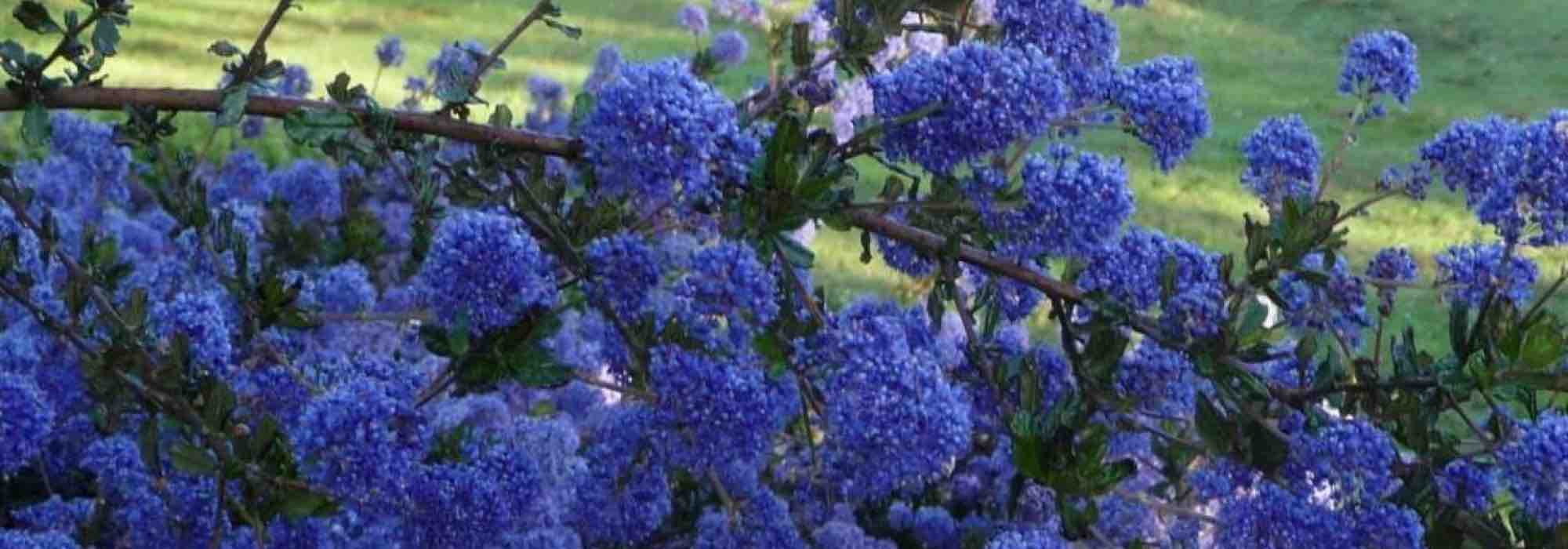 7 bodenbedeckende Sträucher mit Frühlingsblüte