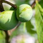 Asimina kaufen: Kaufberatung