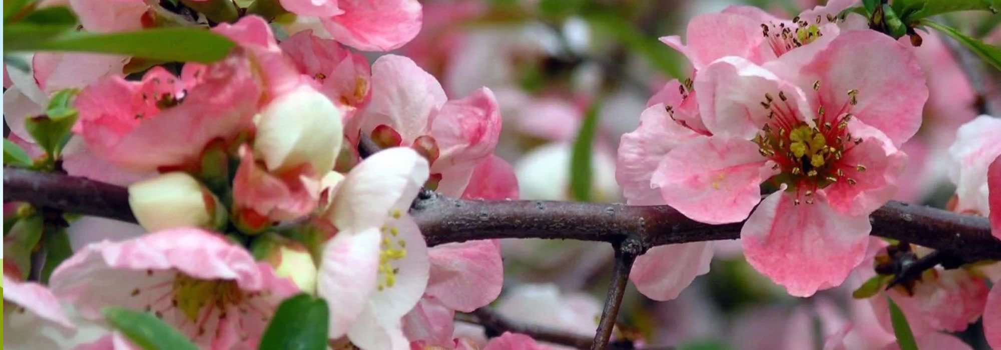 7 Zierquitten mit früher Blüte
