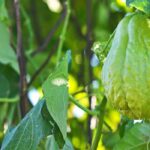 Chayote pflanzen, pflegen und ernten
