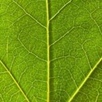Pflanzensaft: das lebenswichtige „Blut“ der Pflanze