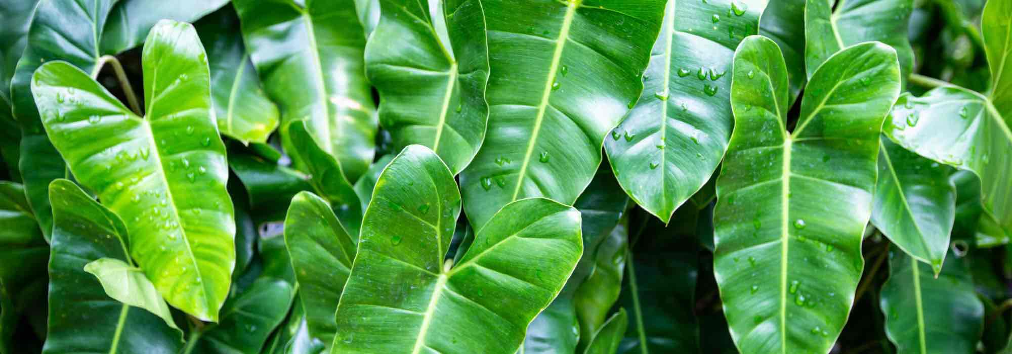 Philodendron im Haus kultivieren