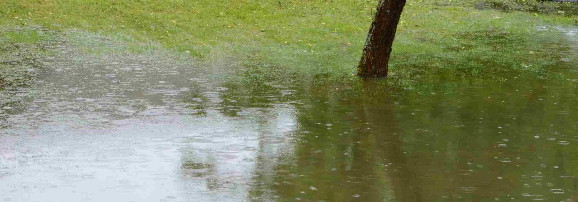 Überflutungsgarten gestalten
