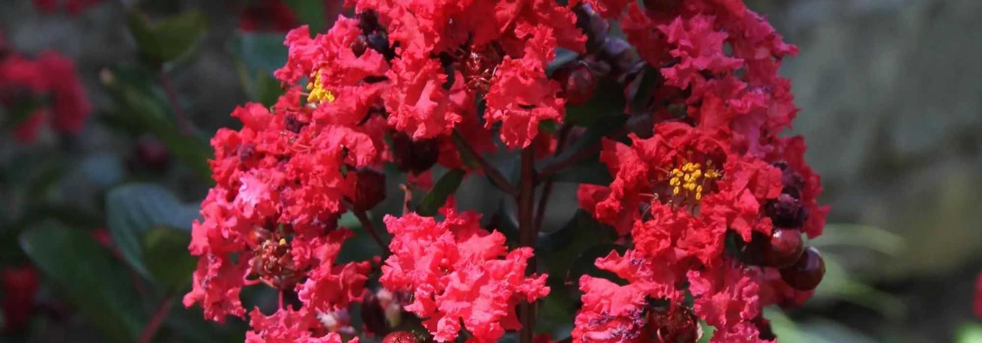 7 Kräuselmyrten: Rotblüher für den Garten