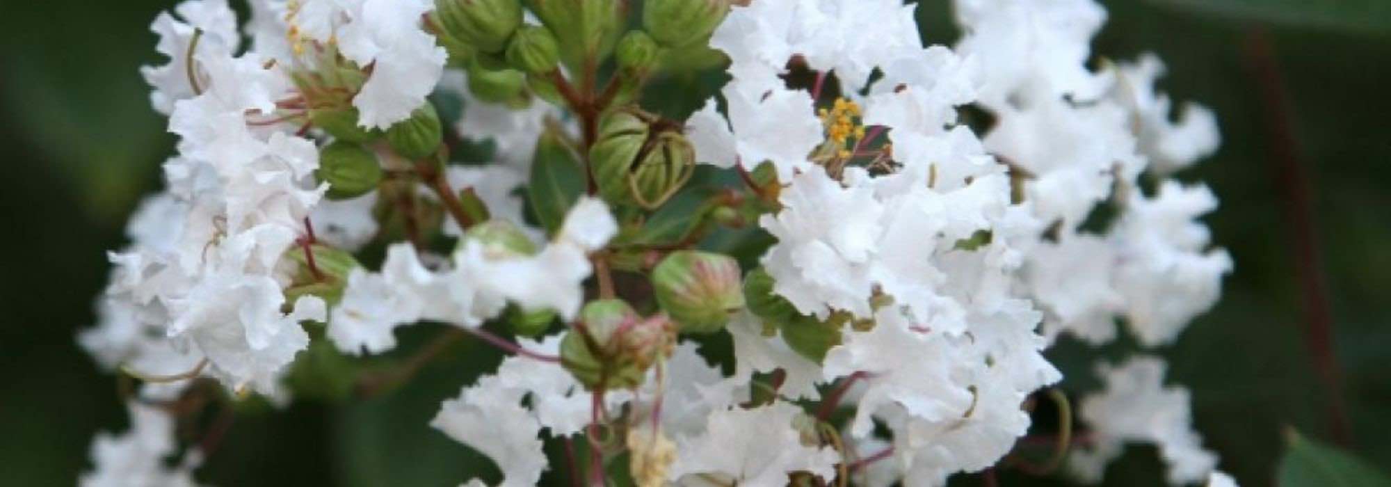 Kräuselmyrte (Lagerstroemia): 7 weiße Sorten