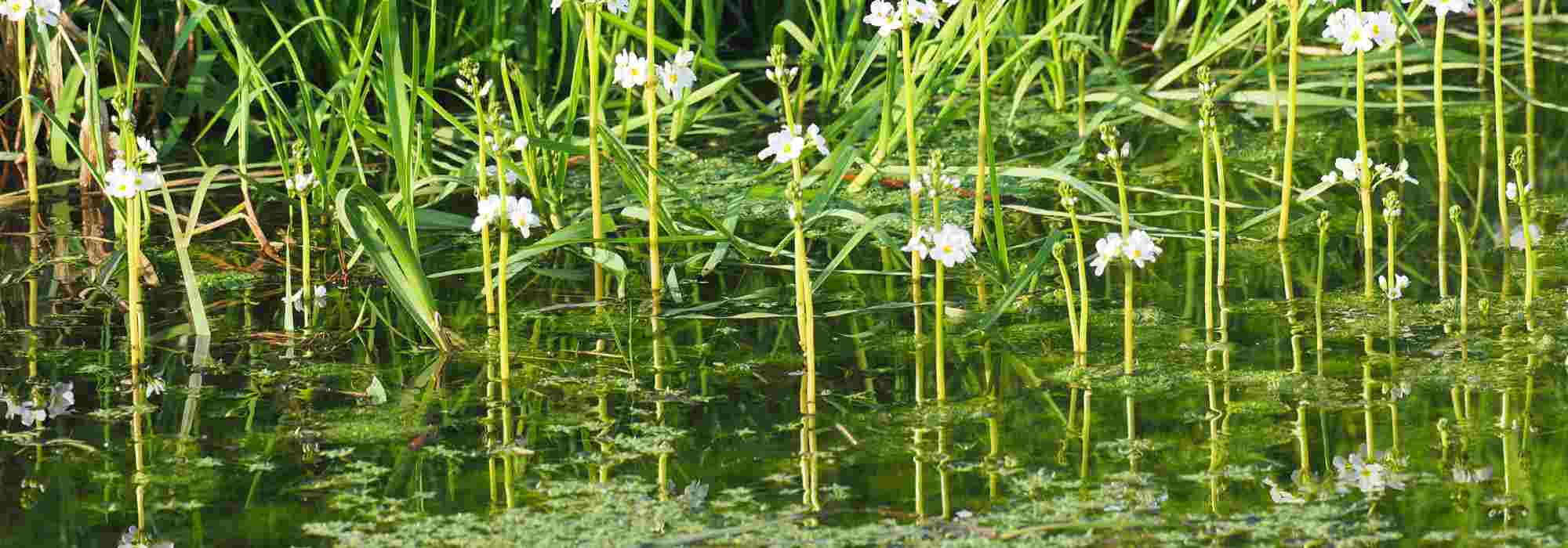 Teich oder Becken: Kraft sauerstoffspendender Pflanzen
