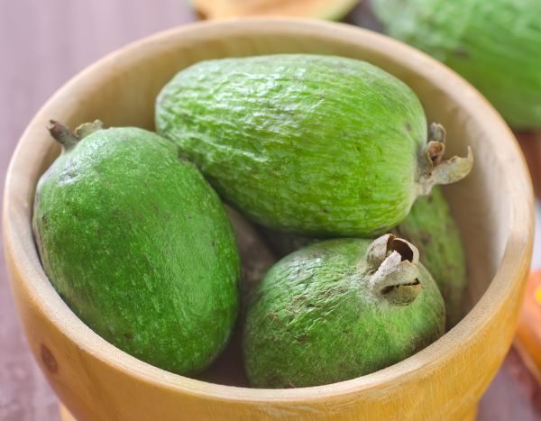 Feijoa ernten und lagern?