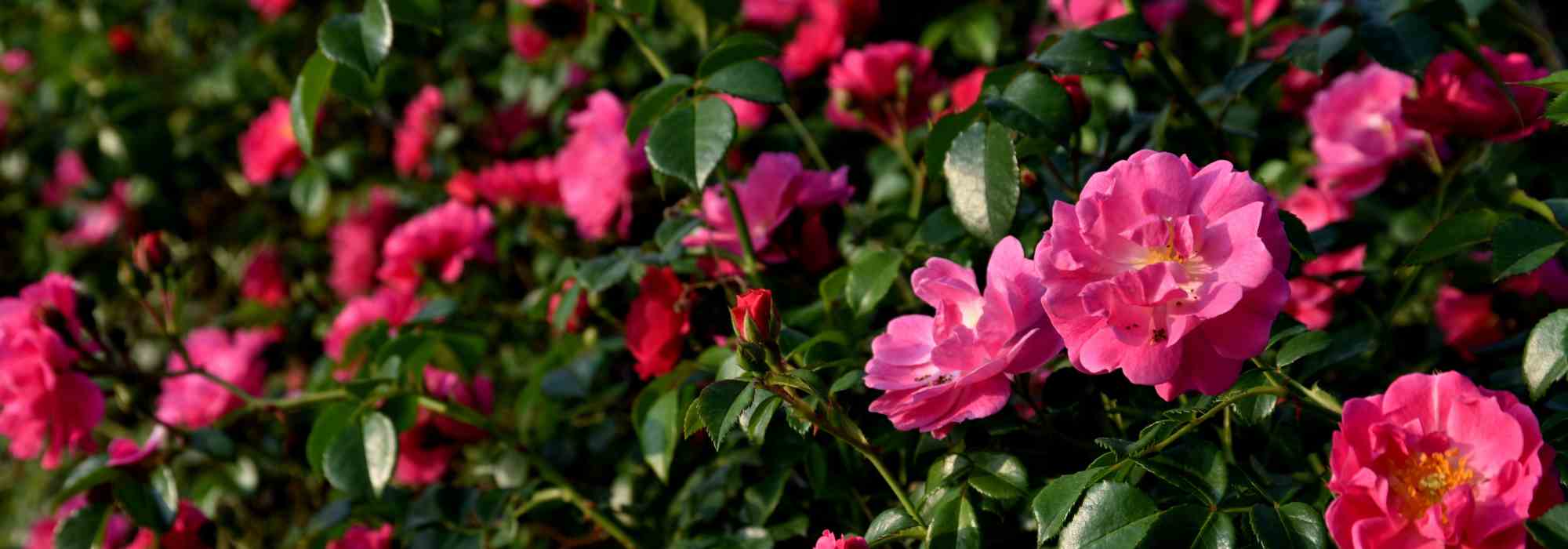 Natürlich gärtnern mit Wild- und Botanischen Rosen