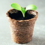 Biologisch abbaubare Töpfe für die Aussaat richtig nutzen?