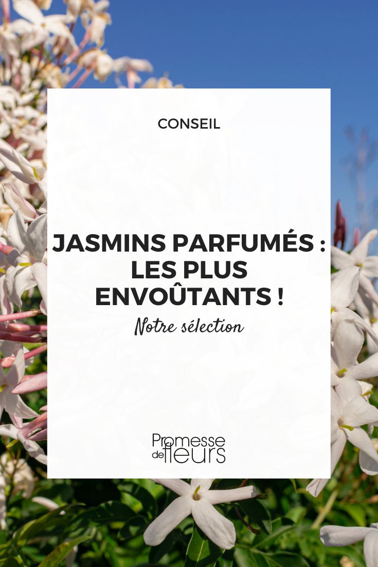 Auswahl an duftenden Jasminen