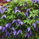 7 Waldreben mit Frühlingsblüte