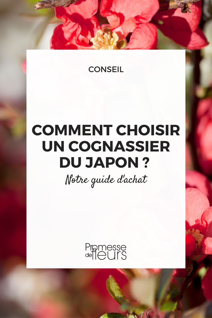 Kaufberatung für die Japanische Zierquitte