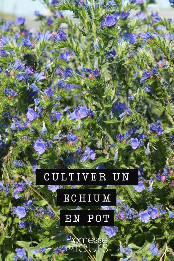 Echium viperinum im Topf oder Kübel