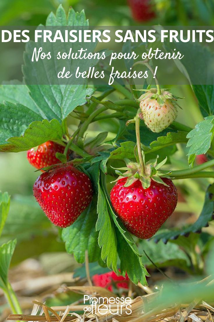Erdbeeren