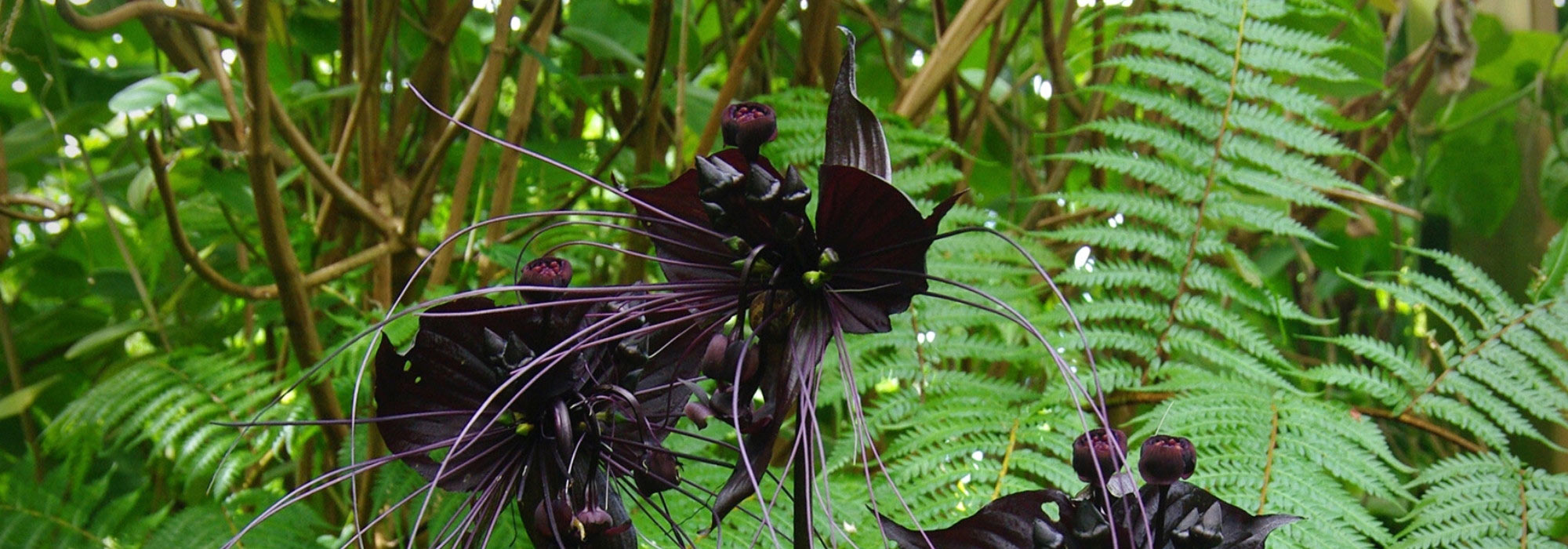Tacca: Pflanzen, Pflege, Standort