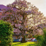 Paulownia schneiden?
