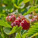 Walderdbeere: ein bedrohtes Juwel