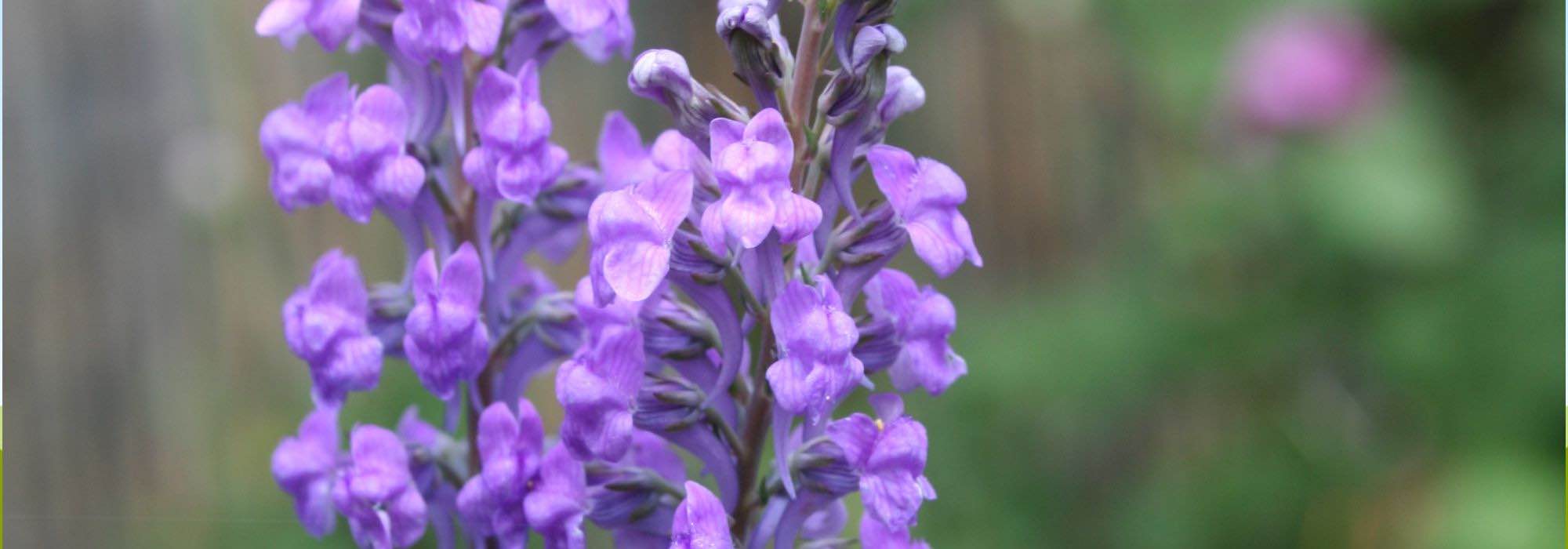 Leinkraut im Topf: elegante, aufrechte Feldblume
